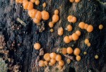 Zerfliessende Gallertträne-Dacrymyces stillatus