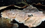 Dornige Wachskruste-Eichleriella deglubens