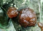 Kandisbrauner Dr�sling-Exidia saccharina