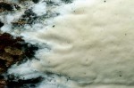 Krustenförmiger Steifporling-Oxyporus populinus var.obducens