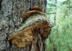 Fichten-Feuerschwamm-Phellinus chrysoloma