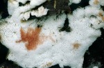 Verfärbender Porenschwamm-Physisporinus sanguinolentus