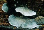 Blauender Saftporling-Postia caesia