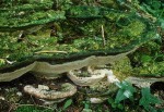 Ulmen-Porling-Rigidoporus ulmarius