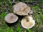 Geb�nderter Hainbuchenmilchling-Lactarius circellatus