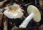 Scharfer Honigtäubling-Russula veternosa