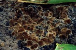 ?-Pseudotomentella tristis