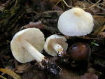 Weisser Erdritterling-Tricholoma albidum