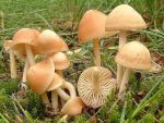 Nelkenschwindling-Marasmius oreades