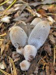Aschgrauer Misttintling-Coprinopsis cinerea