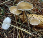 Gemeiner Zapfenrübling-Strobilurus esculentus