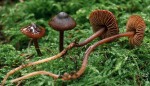 Kleinster Wurzelschnitzling-Phaeocollybia arduennensis