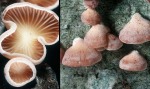 Rachenförmiger Zwergknäueling-Panellus ringens