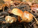 Kohlenschüppling-Pholiota highlandensis