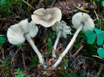 Flockenstieliges Graublatt-Tephrocybe boudieri