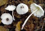 Schwarzschuppiger Faltenschirmling-Leucocoprinus brebissonii