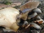 Gelbstieliger Zwergknäueling-Panellus serotinus