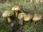 Gelbfleischiger Grünling-Tricholoma equestre var. equestre