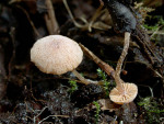 Bucheckern-Flockenschüppling-Flammulaster carpophilus var. carpophilus