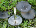 Gesägtblättriger Zärtling-Entoloma serrulatum