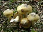 Grüngelber Ritterling-Tricholoma sejunctum