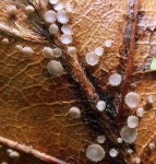 : Haarbecherchen-Lachnum fuscescens var. fuscescens