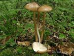 Schleimiger Wurzelrübling-Xerula radicata
