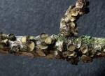 Gelbbrauner Kiefern-Korkbecherling-Cenangium ferruginosum
