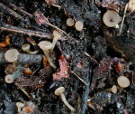 : Becherling-Ciboria betulae
