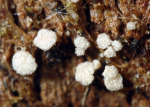 :-Ciliolarina pinicola