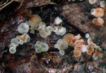 :-Cystopezizella conorum