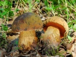 Netzstieliger Hexenröhrling-Boletus luridus