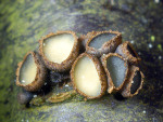 Johannisbeer-Becherling-Godronia ribis