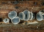 : Weichbecherchen-Mollisia artemisiae