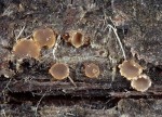:-Orbilia carpodboloides