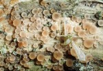 Sarazins Knopfbecherchen-Orbilia sarraziniana