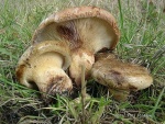 Kahler Krempling-Paxillus involutus