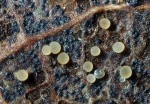 :-Pezizella rubescens
