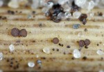 :-Pyrenopeziza arenivaga