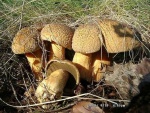 Sandröhrling-Suillus variegatus