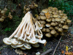 Honiggelber Hallimasch-Armillaria mellea