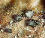 :-Venturiocistella pini