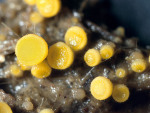 Blassgelber Erdborstling-Cheilymenia theleboloides