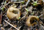 : Sandborstling-Geopora cervina