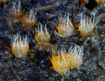 :-Lasiobolus intermedius