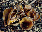 Kröten-Öhrling-Otidea bufonia