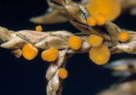 Dottergelber Tannenbecherling-Pithya cupressina
