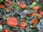 Rotleuchtender Kissenbecherling-Pulvinula convexella