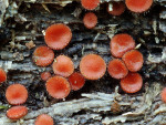 Gemeiner Schildborstling-Scutellinia scutellata