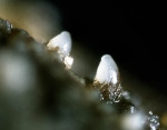 :-Thelebolus stercoreus